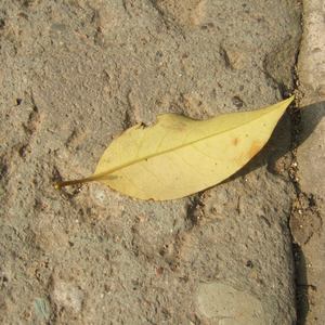 婷婷五月丁香照片
